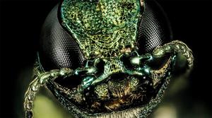 Emerald ash borer 